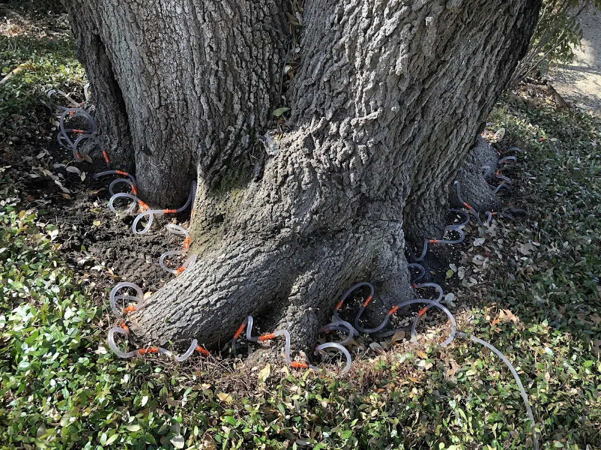Detailed Tree Cabling and Bracing job site in Hopkinsville