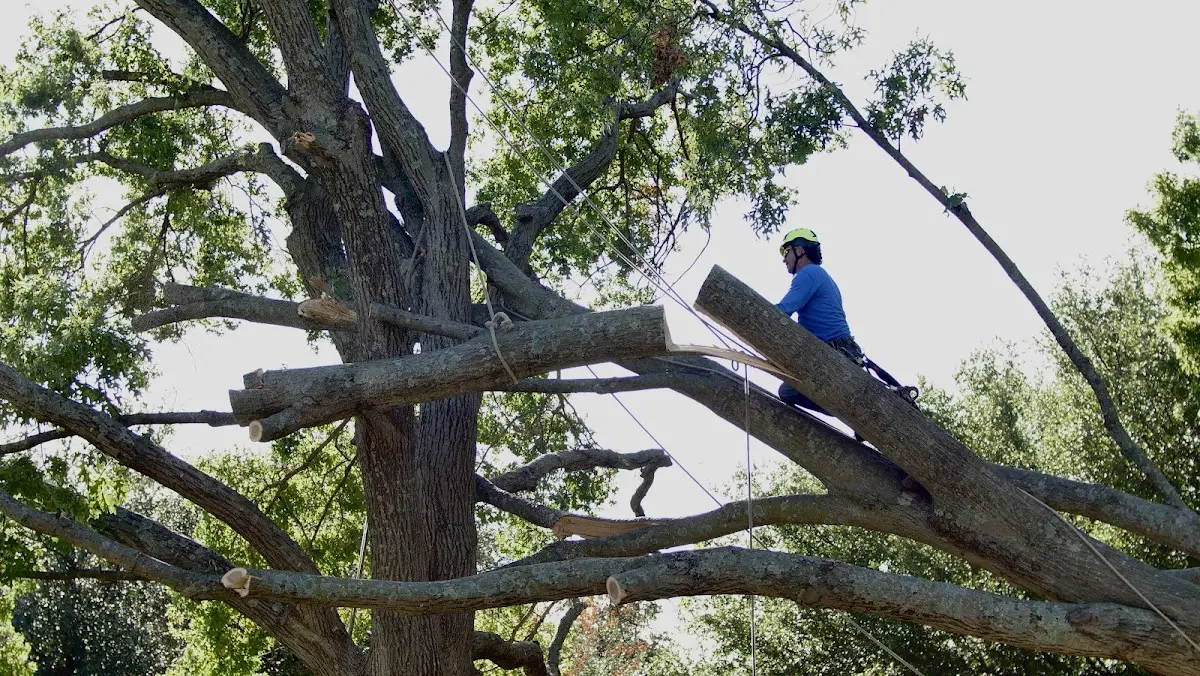 Professional Hazardous Tree Removal performed by certified arborists in Hopkinsville
