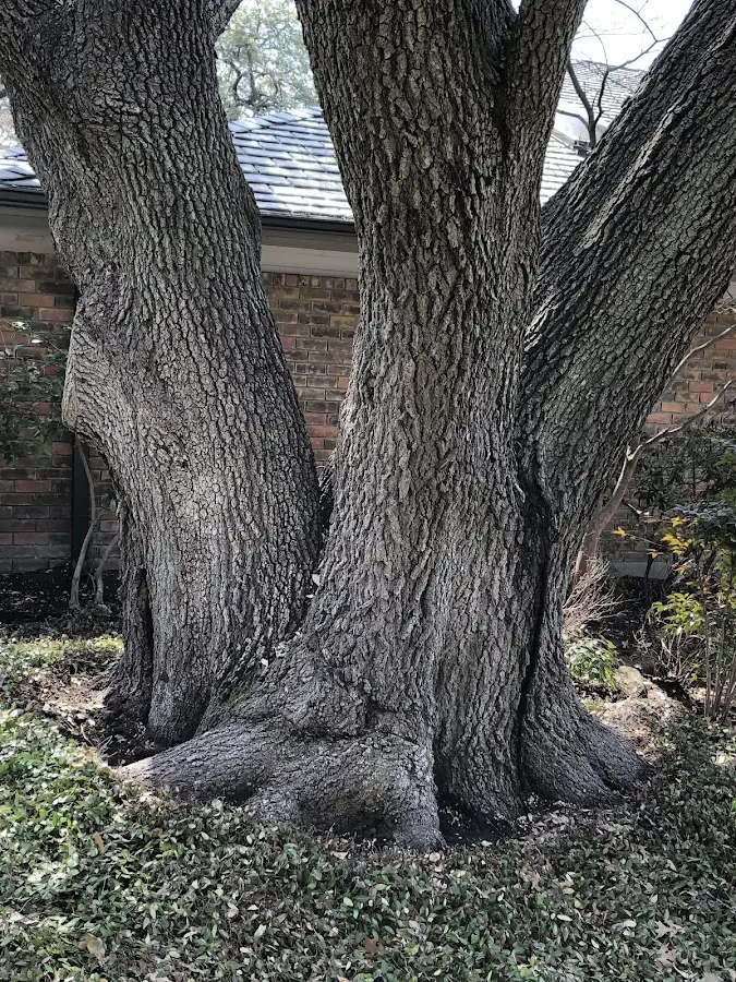 Mature heritage tree close to a Hopkinsville property cared for by certified arborists